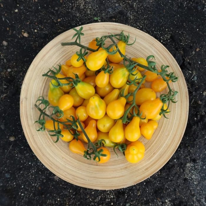 De Honey Cascade-tomatensoort op een bord.