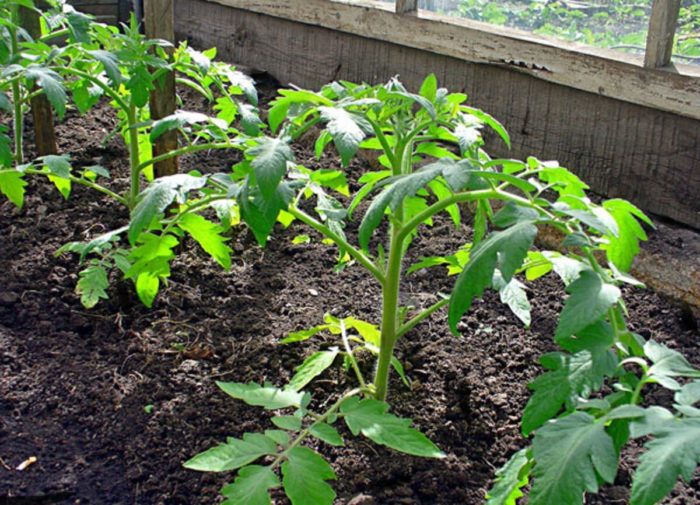 Pagtatanim ng mga punla sa isang greenhouse