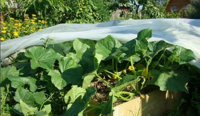 Zucchini sa ilalim ng materyal na pantakip