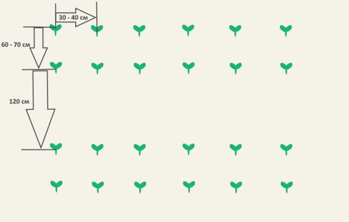 Pattern ng pagtatanim ng zucchini