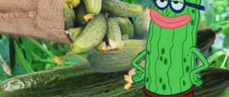 Uhorky