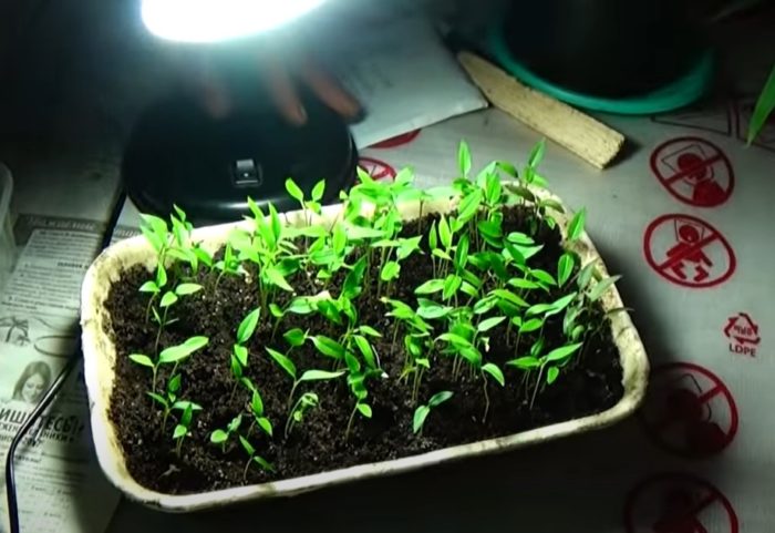 Kulay sa Ilalim