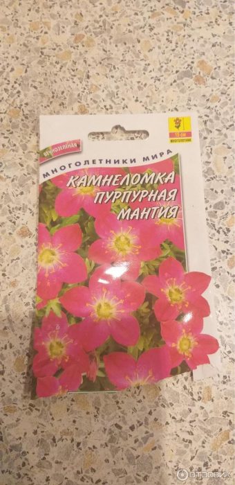 Mga uri ng Saxifraga