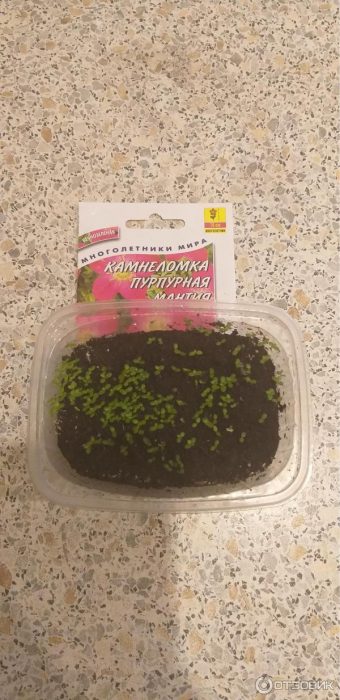 Mga punla ng Saxifraga