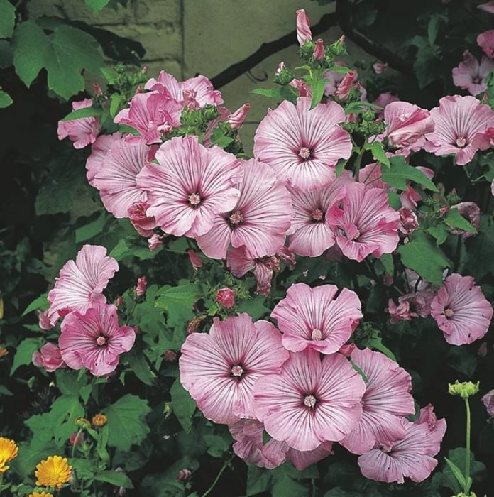 Lavatera Silver Cap