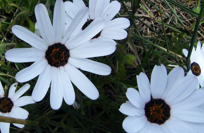 Puting Dimorphotheca