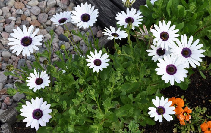 Puting daisy