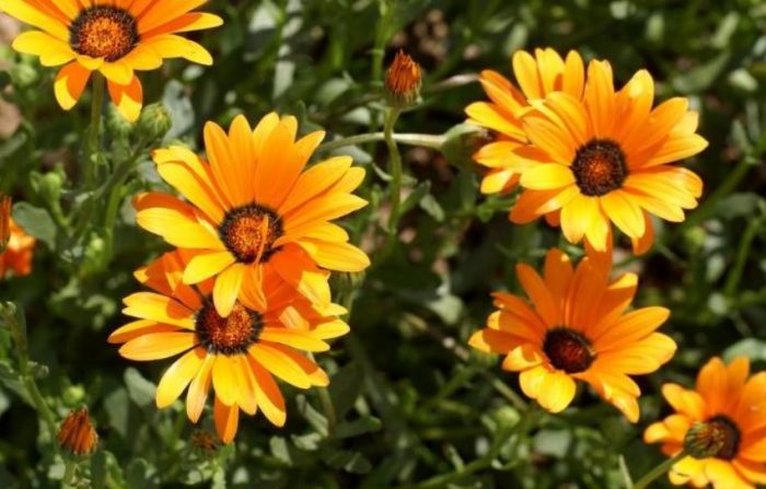 Dimorphotheca sa hardin
