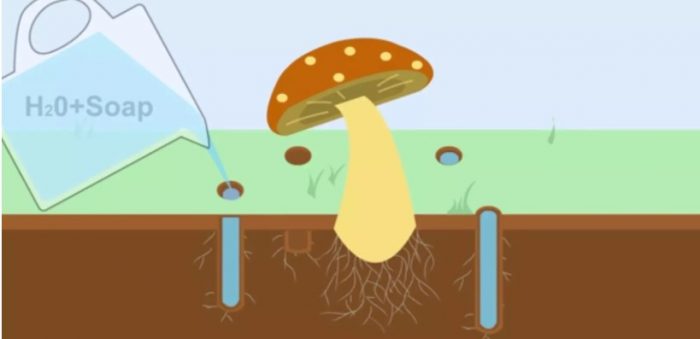 Paano mahawa ang mycelium