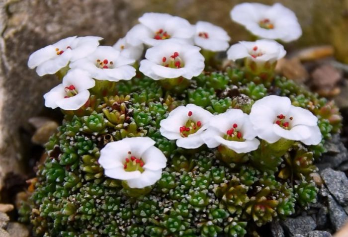 Saxifrage