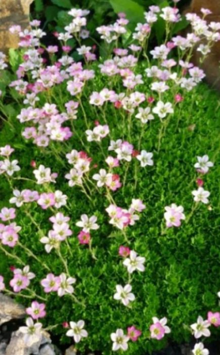 Karpet na Bulaklak na Saxifraga