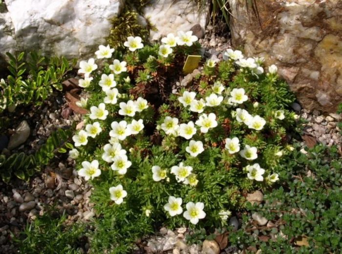 Saxifraga variety Weisser Zwerg