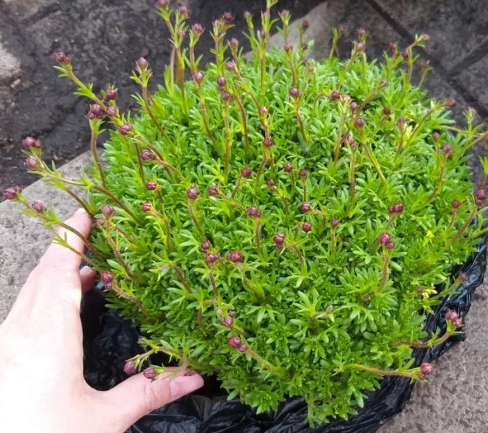 Saxifraga turf