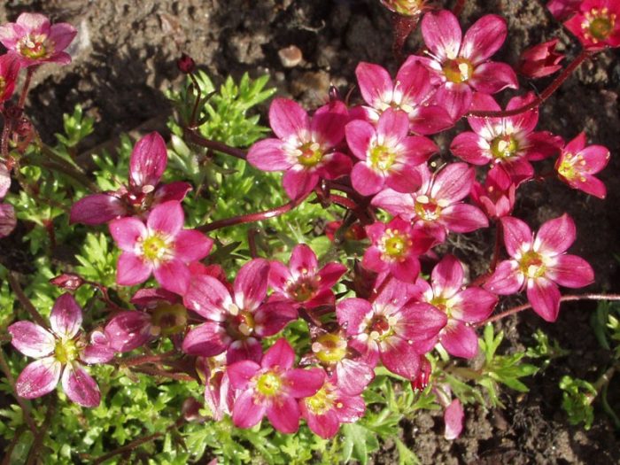 Lila na Karpet na Saxifraga