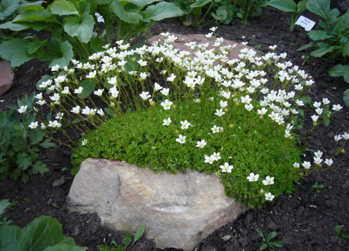 Mga bulaklak ng Saxifraga