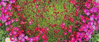 Saxifraga sa isang hardin ng bulaklak