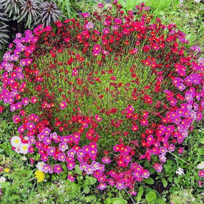 Saxifraga sa isang hardin ng bulaklak