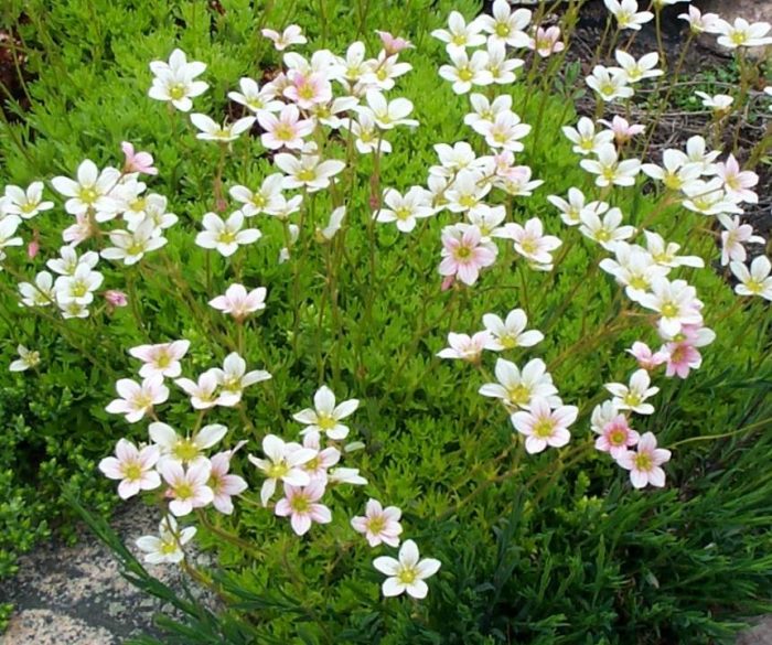 Puting karpet na may iba't ibang uri ng Saxifraga