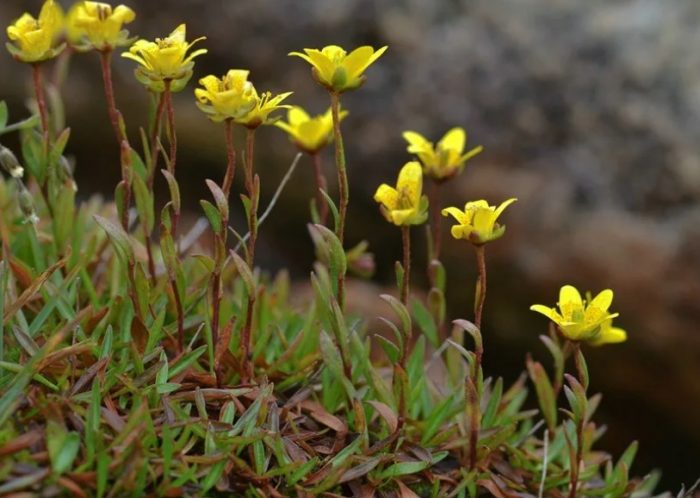Saxifrage ng latian