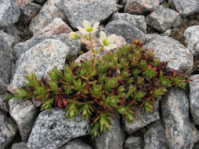 Mga uri ng Saxifraga caespitosa