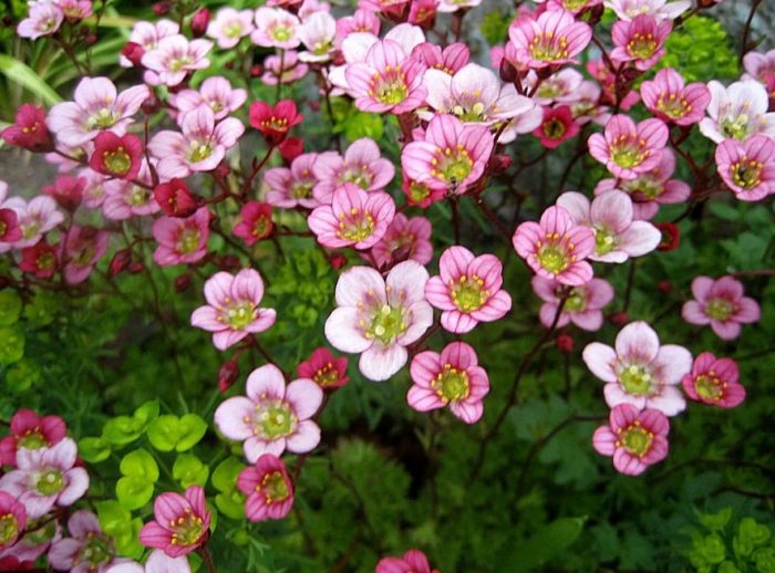 Karpet na Bulaklak na Saxifraga