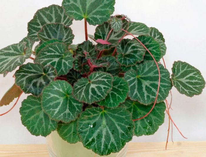 Saxifrage sa loob ng bahay