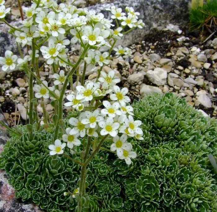 Uri ng Paniculata