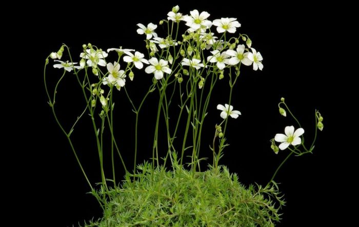 Saxifraga bryophyta