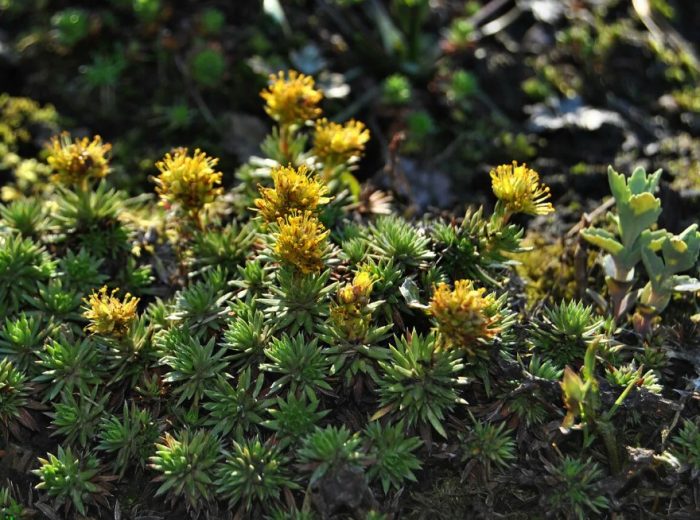 Saxifrage na may dahon ng Juniper