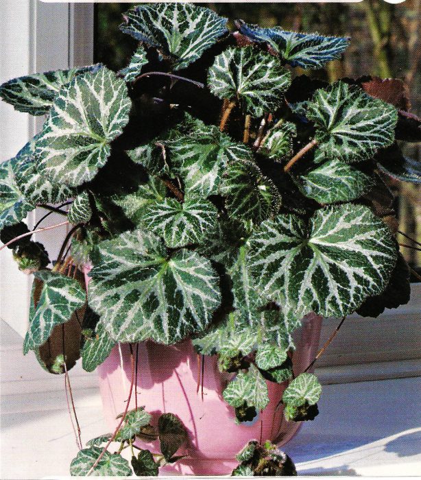 Saxifraga saxifrage
