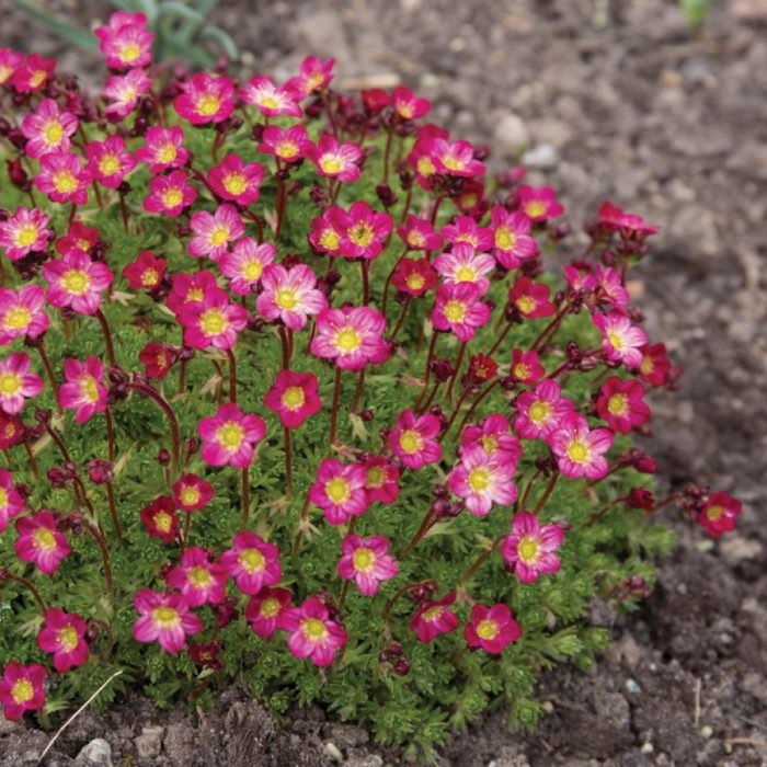Uri ng Saxifraga na Purple Mantle
