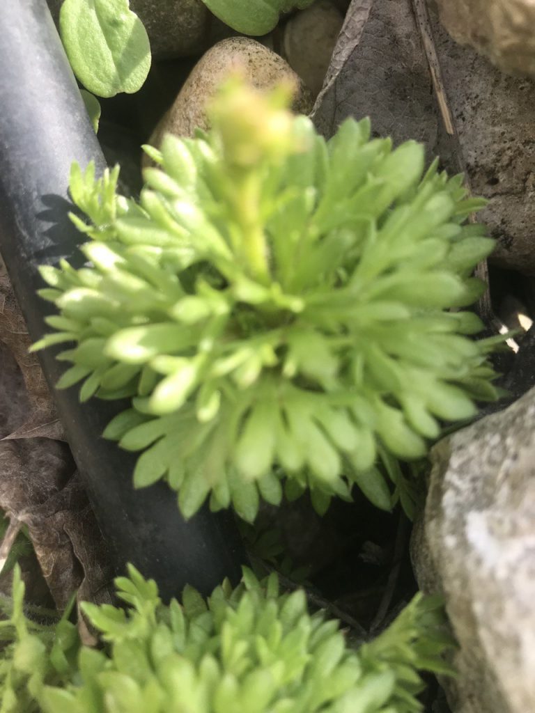 Rosé ng Saxifraga