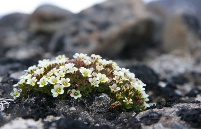 Isang uri ng saxifrage ng niyebe