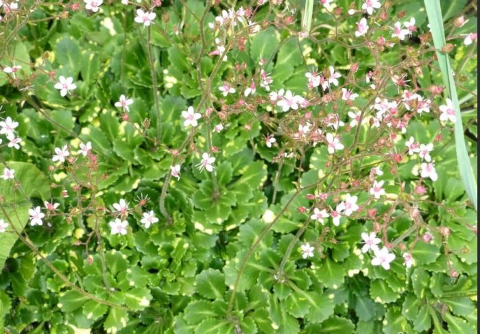 Anino ng Saxifraga