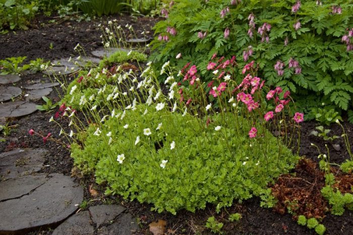 Saxifraga sa isang kama ng bulaklak
