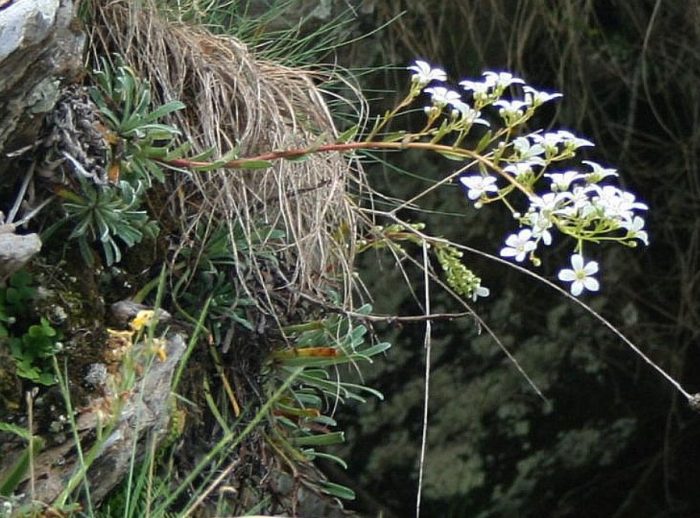Saxifraga ligulata