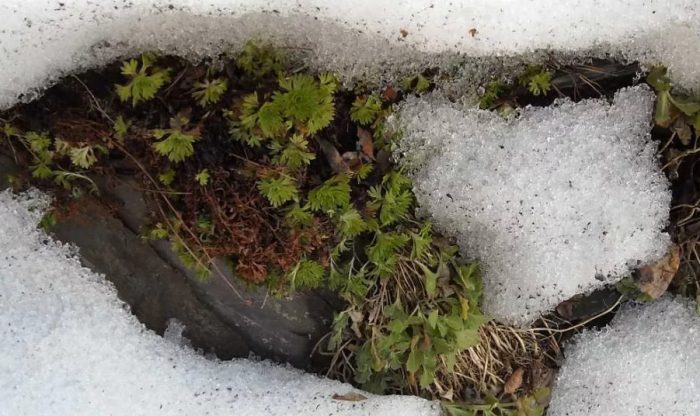 Saxifraga sa niyebe