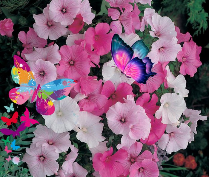 Lavatera at mga paru-paro