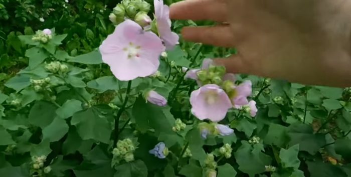 Lavatera perennial bush