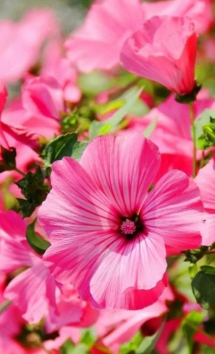 Iba't ibang uri ng Pink Magic