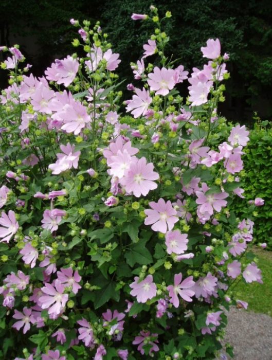 Lavatera thuringiensis