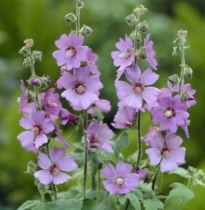 Uri ng Lilac Lady