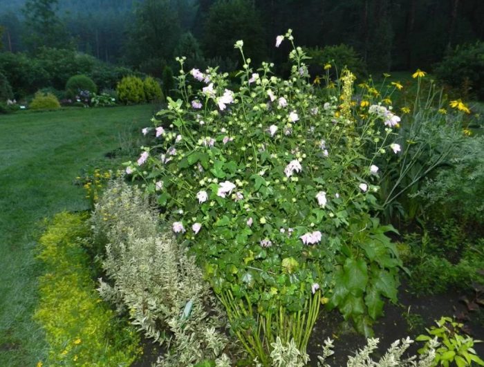Lavatera sa tanawin