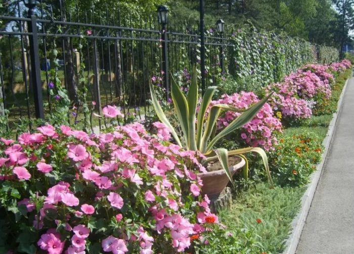 Mga kulay rosas na bulaklak ng Lavatera