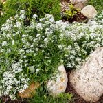 Lobularia Metel