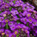 Iba't ibang Violet Konigin