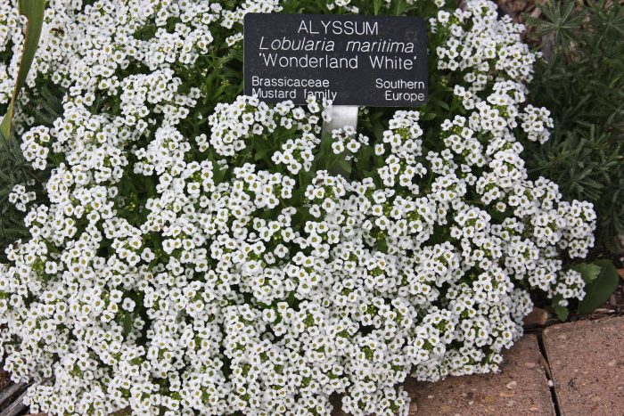 Lobularia Wonderland White)