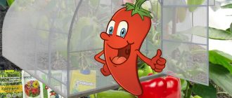 Pagpapataba ng mga sili sa isang greenhouse