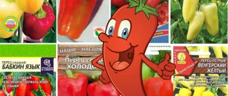 Wczesne nasiona pieprzu