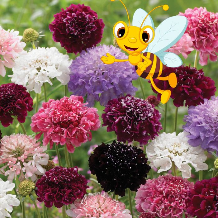 Scabiosa na may bubuyog